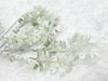 Dusty Miller Bush (X 9)