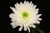 Creamon - Magnum Flower is the Dutch version of the standard Football Mum. It displays a single flower with long, soft petals surrounding a green center button.  Bunches are packed 10 stems.