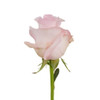 Sweet Akito - Rose