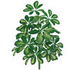 "Real Touch" Schefflera Bush