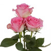 Sweet Unique - Rose