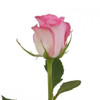 Sweet Unique - Rose