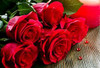 Freedom Roses Rio roses packed 25