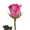 Topaz - Rose