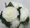 French Ranunculus Bush-WHITE