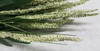 Foxtail Grass Bush