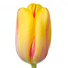 French Tulips