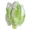 Parrot tulips are known for their frilly, scalloped petals that look like feathers once they open into a airy, cup-shaped bloom.  Comes in 10 stem bunches.