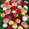 Mothers Day pack carnations @ 350
