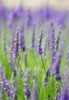 English Lavender Potted Plant 4" each