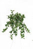 13" Mini Hanging Ivy Bush-Variegated13"