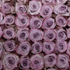 Purple Haze - Rose