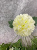 Pompom Dahlia Bush x 7 cream