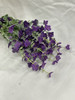purple forget me not bush x11 