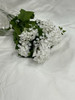 iridescent Queen Anne lace bush x10 (snowy white)