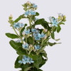 tweedia is a Ray of Showy Blue flowers 5 petals that fade to purple.
