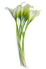 mini cala lilies (SA)