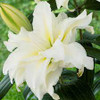 lily with a double layer of petals  x10 (white)