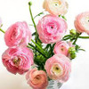 Canadian ranunculus comes in white, yellow, orange, corl, purple mauve, eggplant, pink.  Package comes in 10 stems.
