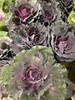purple kale x 5 