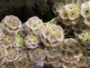 Dried Scabiosa Pods serves as a wonderful decorative filler. Its ball shaped head creates a unique focal point.  Packed 10 stems per bunch.