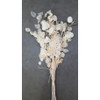 Lunaria 24"-30" bleached 