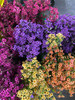 Waxflower have tiny star shaped blossoms of five petals. The foliage is woody branching stems. Though Wax Flowers may look simple and fragile it can be used in combination with other fresh cut flowers to make an amazing fall arrangement or wedding.