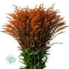 orange solidago 