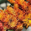 autumn colored cushion 