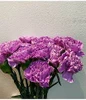 lavender Carnations packed 25/bu