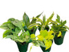 Potted Tropical Foliage. Available in 4" sizes packed 18.