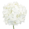 White Hydrangea haves mall clover-shaped blooms that form a large focal flower
