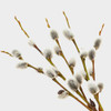 Pussywillow (x50), short length