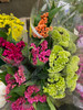 coxcomb x 5 stems is a small genus of edible and ornamental plants in the amaranth family, Amaranthaceae. Its species are commonly known as woolflowers, or, if the flower heads are crested by fasciation, cockscombs. 
