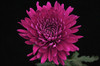 Cremon green Flower is the Dutch version of the standard Football Mum. It displays a single flower with long, soft petals surrounding a center button. Bunches come 10 stems to a bunch.