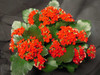 4" Potted Kalanchoe Plant. Case packed 18