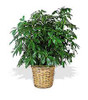 Schefflera (Amate)