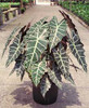 Alocasia