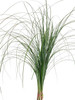 Bear-grass is a stout perennial arising from a woody, tuber-like rhizome. Leaves are dull olive green