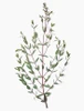 is a great aromatic herb and has a lovely, small, silvery leaf