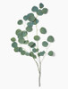 Silver Dollar Eucalyptus is an aromatic filler with rounded leaves long vase life. 
