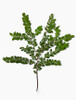 Huck has bushy foliage, with dark green leaves densely covering its lateral stems with b3anches approximately 20" wide.