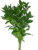 Israeli Ruscus Greenery has a long, shapely stem and also has deep green, elliptical leaves.  There are 10 stems to a bunch.
