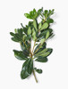 Pittosporum Green