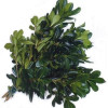  Its woody stem averages 8-12 inches in length and branches into several laterals, upon which are densely-compacted green leaves. 