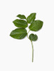 Salal is commonly known as Lemon Leaf Greenery