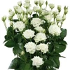 White Spray roses have multiple heads on a stem and has 10 stems to a bunch.