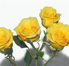 Gold Yellow Spray roses have multiple heads on a stem and has 10 stems to a bunch.