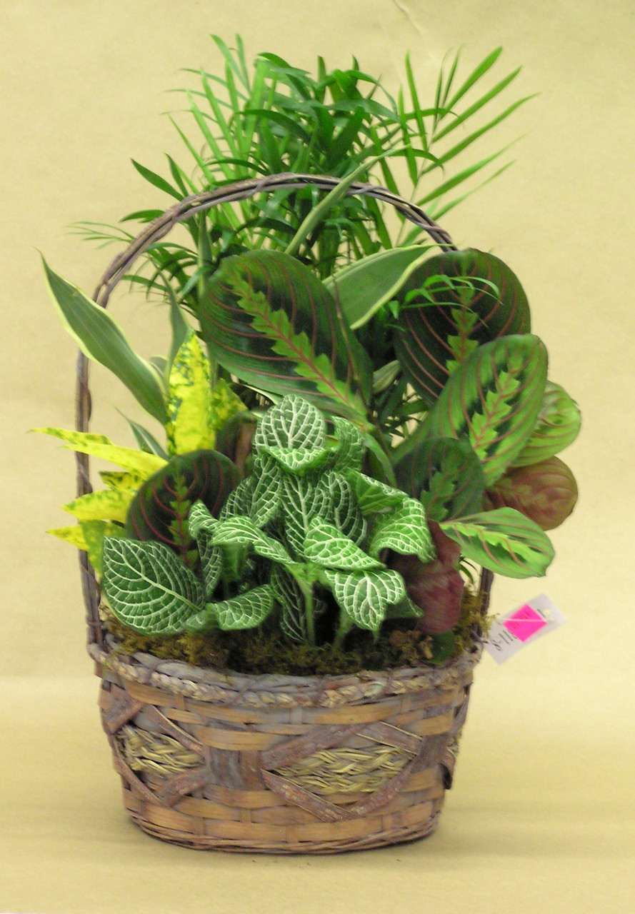 Wicker Dish Garden