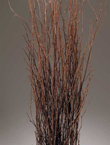 3'-4' birch branches 25/bu 